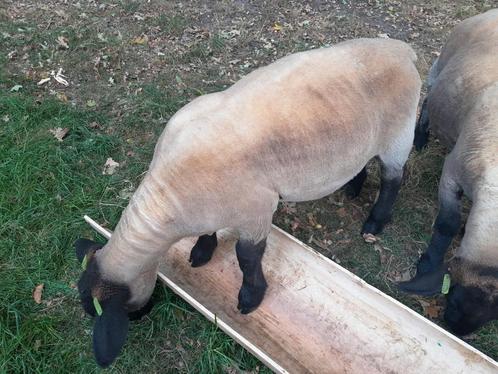 Suffolk ooilammeren, Dieren en Toebehoren, Schapen, Geiten en Varkens, Schaap, Vrouwelijk, 0 tot 2 jaar