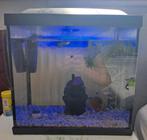 Aquarium, Ophalen, Gebruikt, Gevuld zoetwateraquarium