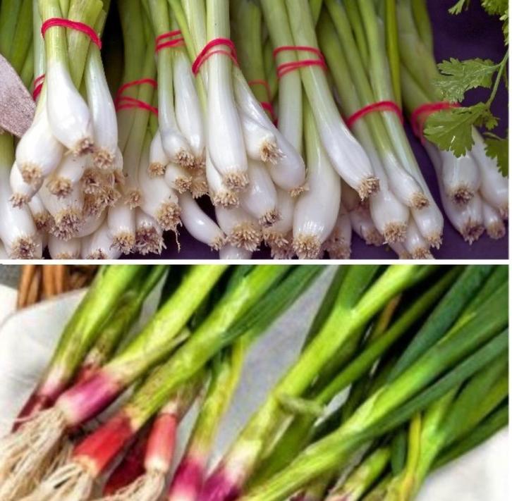 Bosui zaden, Tuin en Terras, Bloembollen en Zaden, Zaad, Verzenden