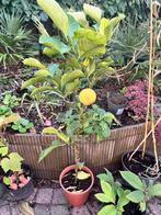 Citroenboom met citroenen, Ophalen, Volle zon, Vaste plant, Fruitplanten