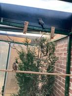 Sialia mexicana, Vrouwelijk, Geringd