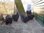 Cochin zwart broedeieren, Geslacht onbekend, Kip