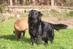 Waar mag deze lieve reu Armani komen wonen?, Dieren en Toebehoren, Honden | Niet-rashonden, Particulier, Rabiës (hondsdolheid)