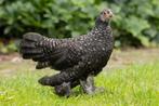 Sabelpootkriel Toompje, Dieren en Toebehoren, Pluimvee, Meerdere dieren, Kip