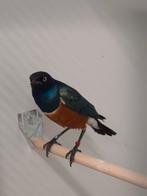 Driekleur glansspreeuwen met dna, Dieren en Toebehoren, Vogels | Overige Vogels, Meerdere dieren, Tropenvogel, Geringd