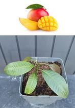 Mango Boompje- Mangifera Indica- 15 cm H., Minder dan 100 cm, Overige soorten, In pot, Ophalen of Verzenden