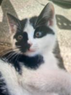 ️Kittens te koop️, Dieren en Toebehoren, Katten en Kittens | Overige Katten, Kortharig, 0 tot 2 jaar