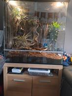 Terrarium, Dieren en Toebehoren, Reptielen en Amfibieën | Toebehoren, Ophalen, Gebruikt, Terrarium of Paludarium