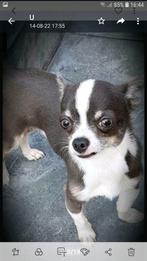 Chihuahua dekreu zeer ervaren kleur Blauw.(niet te koop.), Dieren en Toebehoren, Honden | Dekreuen, Reu, CDV (hondenziekte), Eén hond