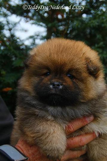 Teddy Dog / Teddydog (Mini Chow chow) beschikbaar voor biedingen
