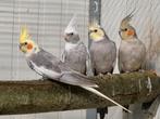 Enkele valkparkieten, Dieren en Toebehoren, Vogels | Parkieten en Papegaaien, Meerdere dieren, Parkiet