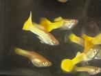 Guppy citroen geel., Vis, Zoetwatervis, Schoolvis