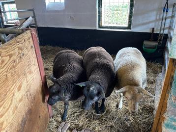 Luxe rammen te koop beschikbaar voor biedingen