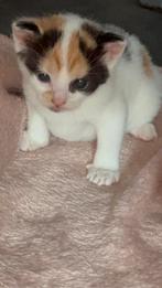 2 poesjes en 2 kater ‘s  nog beschikbaar, Dieren en Toebehoren, Katten en Kittens | Overige Katten, Meerdere dieren, Kortharig