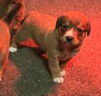 Tollenbucher pups F1 met stamboom!, Nederland, Overige rassen, CDV (hondenziekte), 8 tot 15 weken