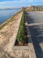 Prunus lustanica, Tuin en Terras, Planten | Struiken en Hagen, Ophalen