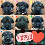 Kuno en Holly hebben puppies! Duitse herder, Dieren en Toebehoren, Honden | Herdershonden en Veedrijvers, Overige rassen, 8 tot 15 weken