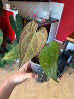 Anthurium Crystallinum x Luxurians - Nieuw Blad!, Huis en Inrichting, Ophalen