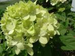Restpartij 27 pluimhortensia mix o.a. Limelight, Ophalen of Verzenden, Hortensia, Haag, Minder dan 100 cm