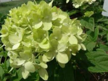 Restpartij 27 pluimhortensia mix o.a. Limelight  beschikbaar voor biedingen