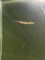Kleine long nose gars, Dieren en Toebehoren, Vis, Zoetwatervis