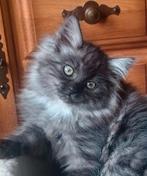 Kruising ragdoll x maine coon .mogen mee., Meerdere dieren, Gechipt, 0 tot 2 jaar