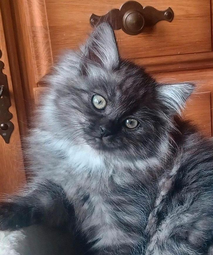 Kruising ragdoll x maine coon .mogen mee., Dieren en Toebehoren, Katten en Kittens | Raskatten | Langhaar, Meerdere dieren, 0 tot 2 jaar