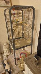 Dwergpapegaai + kooi, Dieren en Toebehoren, Mannelijk, Dwergpapegaai of Agapornis