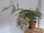 Asparagus Setaceus - Sierlijke varenplant, Ophalen, 100 tot 150 cm, Overige soorten, Halfschaduw