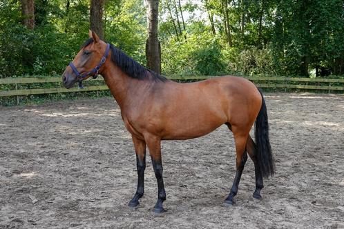 PRE - 3-jaar - Merrie met Carta – 156 cm, Dieren en Toebehoren, Paarden, Merrie, Onbeleerd, Minder dan 160 cm, 3 tot 6 jaar, Dressuurpaard