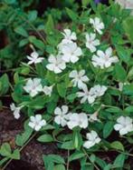 vinca minor maagdenpalm, vaste plant, bodembedekker, Tuin en Terras, Ophalen, Bodembedekkers, Vaste plant, Halfschaduw