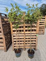 Photinia Fraseri - Red Robin op stam, Halfschaduw, Ophalen of Verzenden, Lente, 100 tot 250 cm