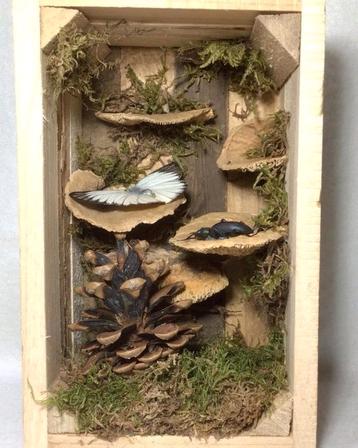 Display vlinder en kever taxidermie