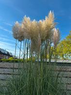 Pampas pluimen, Huis en Inrichting, Ophalen, Zo goed als nieuw