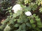 Hydrangea Annabell en Grandiflora, paniculata, Hortensia's, Volle zon, Vaste plant, Herfst, Ophalen