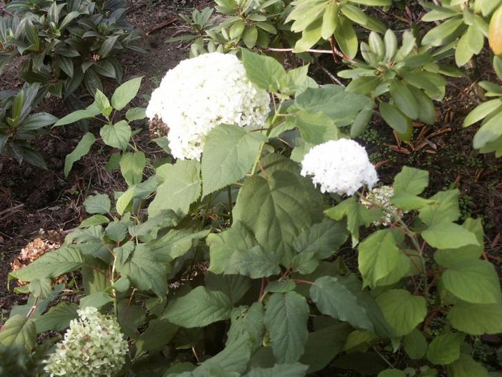 Hydrangea Annabell en Grandiflora, paniculata, Hortensia's, Tuin en Terras, Planten | Tuinplanten, Vaste plant, Overige soorten