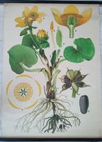 Antieke Botanische Haslinger schoolplaat moeras dotterbloem, Ophalen of Verzenden, Natuur en Biologie