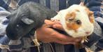 2 knappe cavia zeugjes, Dieren en Toebehoren, Knaagdieren, Cavia, Vrouwelijk, Tam, Oktober