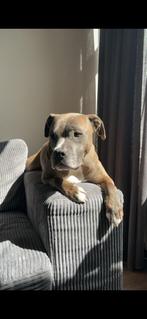 Gouden mand gezocht voor amerikaanse stafford ., Dieren en Toebehoren, Honden | Jack Russells en Terriërs, 6 jaar of ouder, Rabiës (hondsdolheid)