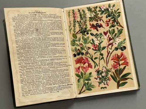 Flore des Alpes door Prof. C. Schroter (1904), Boeken, Natuur, Zo goed als nieuw, Natuur algemeen, Ophalen of Verzenden