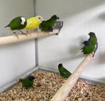 Driekleur papegaaiamadines, Vrouwelijk, Tropenvogel