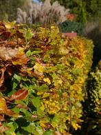 Beukenhaag- Fagus sylvatica - Groene beuk - Fagus sylatica, Ophalen of Verzenden, Beukenhaag, 100 tot 250 cm