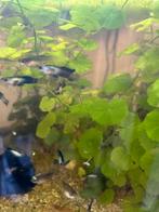 Panda guppen, Dieren en Toebehoren, Vissen | Aquariumvissen, Vis
