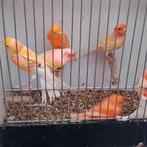 Kanaries, Dieren en Toebehoren, Mannelijk, Kleurkanarie