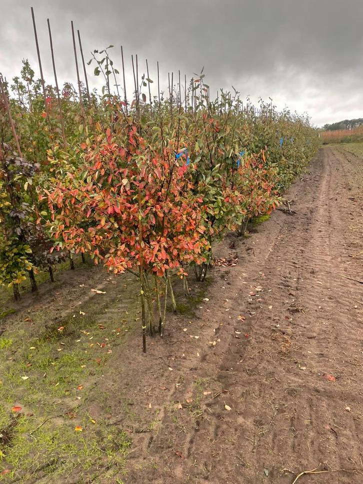 Laan en sierbomen., Tuin en Terras, Planten | Struiken en Hagen, Minder dan 100 cm, Ophalen of Verzenden