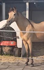 N.O.T.K Lieve merrie D pony, Dieren en Toebehoren, Pony's, Niet van toepassing, 11 jaar of ouder, Recreatiepony, D pony (1.37m tot 1.48m)