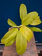 Philodendron Malay Gold p12, Ophalen of Verzenden, Halfschaduw, Minder dan 100 cm