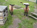 Goed thuis gezocht voor geitjes, Dieren en Toebehoren, Schapen, Geiten en Varkens, Vrouwelijk, Geit