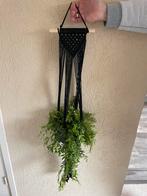 Mooie zwarte hanger compleet met lipstickplant, In pot, Minder dan 100 cm, Bloeiende kamerplant, Halfschaduw