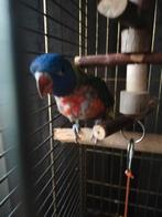 Lori van de blauwe baby, Dieren en Toebehoren, Vogels | Parkieten en Papegaaien, Geslacht onbekend, Papegaai, Tam